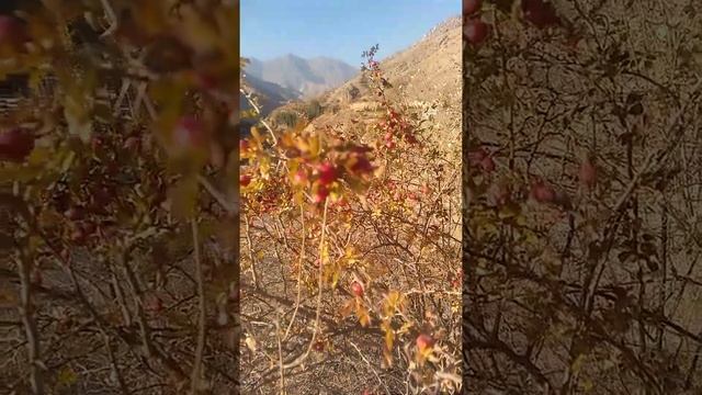 #Таджикистан# Поспел горный шиповник. смотреть онлайн