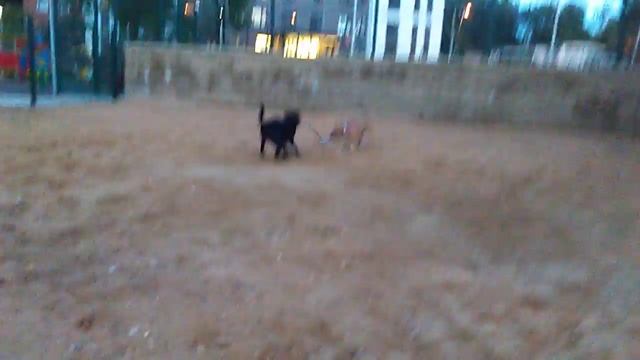 Собаки тупые смотреть онлайн