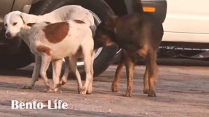 WOW !!Pet Smart Rural Dogs !! Dog Meeting for the Summer Season in Village.