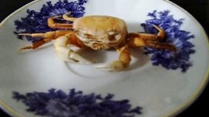 Синий краб скидывает панцирь