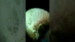 Аулофорус  или водяная змейка, инфузория...