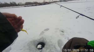Форель на платнике 10.01.2020