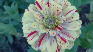 Неприхотливые однолетники