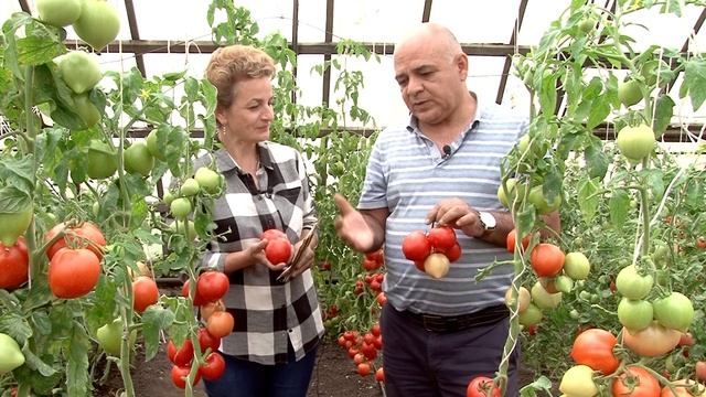 Новые Гибриды Томатов для Посадки в 2021. ГИБРИД ПОЖАРСКИЙ F1 смотреть онлайн