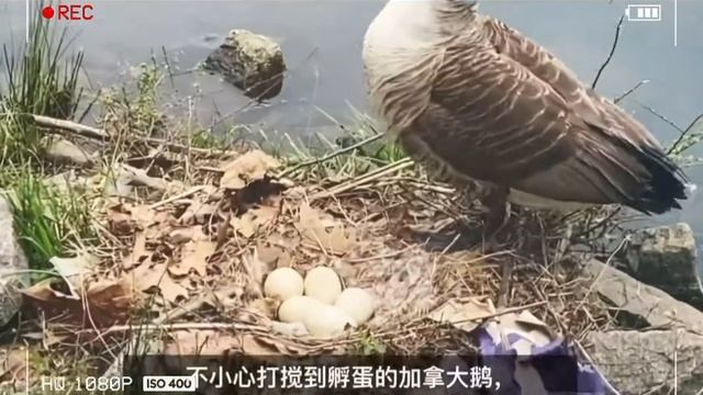 四月 是属于紫荆的 （Cercis chinensis ）Eastern Redbud, смотреть онлайн