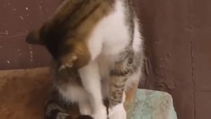 Любимые кошки, Познавательные факты о кошках