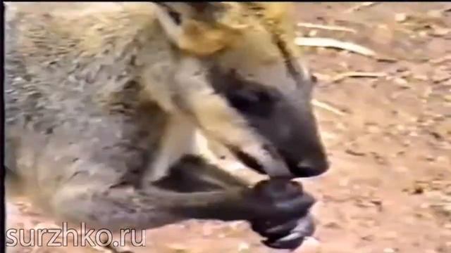 Карликовые кенгуру в Австралии смотреть онлайн