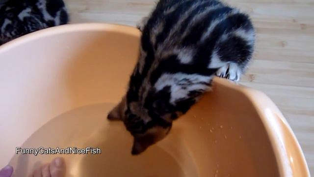 Котенку нравится ванна с водой смотреть онлайн