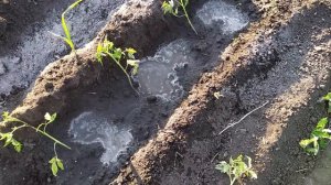 ВЫСАЖИВАЮ РАССАДУ ПОМИДОР ТРАНШЕЙНЫМ МЕТОДОМ.  СОСЕДИ.