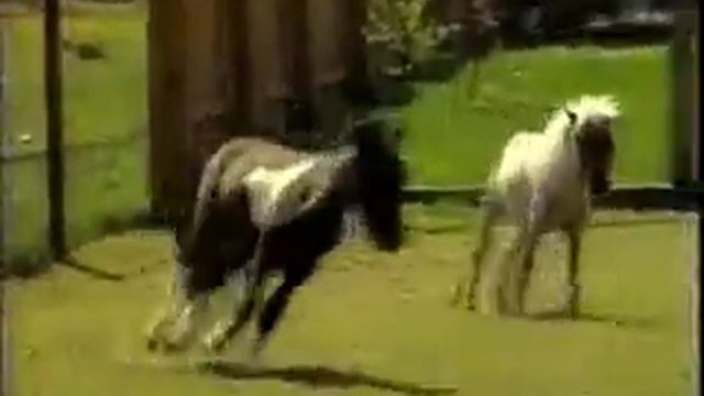 Карликовые животные