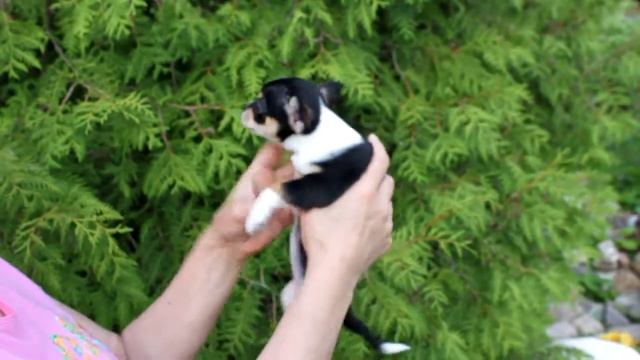 Девочка триколор чихуахуа смотреть онлайн