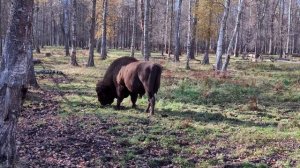 Самый большой ЗУБР