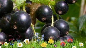 Смородина черная Белорусская сладкая ? Обзор: посадка и уход. крупномеры: описание и особенности