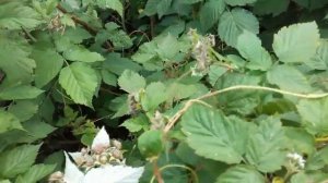 Растение-паразит (повилика). Как бороться? !