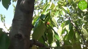 Как правильно ухаживать за черешней?