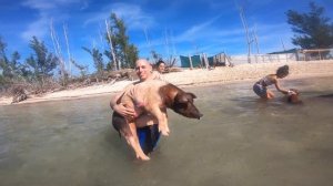 Swimming Pigs ~ Grand Bahama Island