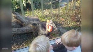 Смешные и забавные детишки, смешные видео по Русски