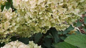Обзор карликовой гортензии Бобо / HYDRANGEA BOBO