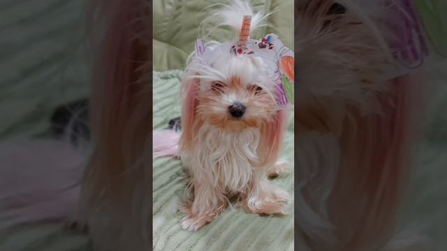 Клип  Я МИЛАЯ ПЭППИ ( Песня в описании)