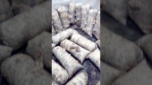 ошибки при выращивании гриба вешенка