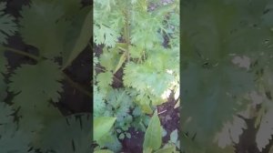 Какая трава отпугивает вредителей?