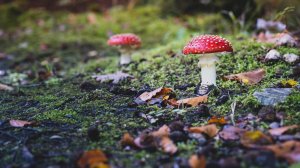 Двое вартовчан отравились мухоморами