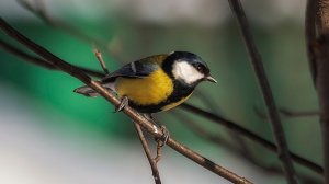 большая синица и интересные факты о ней