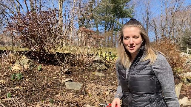 🌸It's Spring! Rose Pruning, Fertilizing and Transplanting a David Austin Rose! смотреть онлайн