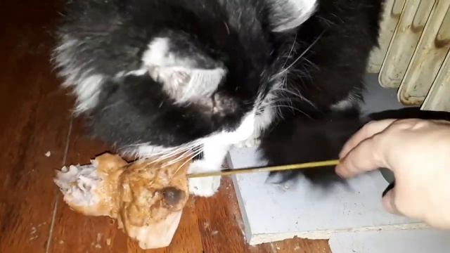 Умный кот Кузя снимает шашлык с шампура... смотреть онлайн