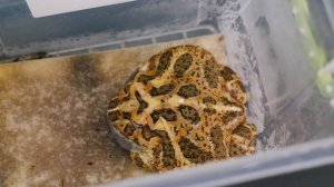 ЧТО ЕСЛИ ОГРОМНОЙ ХИЩНОЙ ЖАБЕ ДАТЬ МЕРТВОГО МЫШОНКА и ЖИВОГО ЗОФОБАСА?