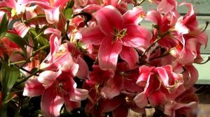 Лилии - вальс НЕЖНОСТЬ