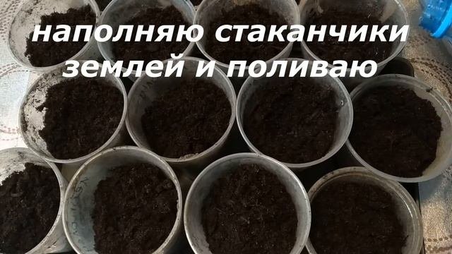 Начался новый огородный сезон. Проращивание семян, посадка в горшочки.