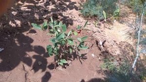 Саженцы жимолости из Бакчарского питомника, первый год после посадки