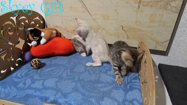 бенгальский котенок, питомник бенгальской кошки, котята  продажа бенгалы