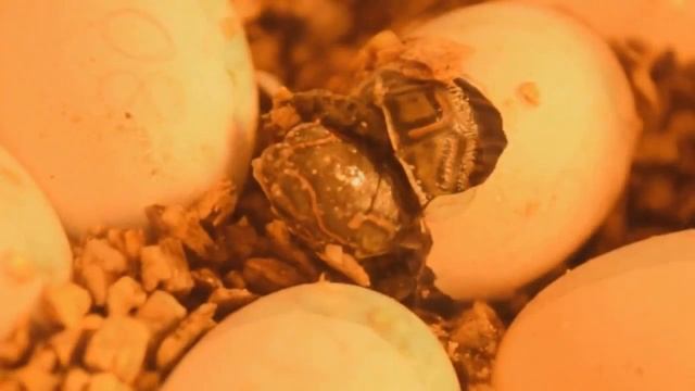 Рождение!!! Лесная черепаха Rhinoclemmys pulcherrima смотреть онлайн