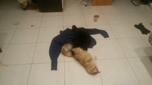 Кот делает куни! Шок! Смотреть всем до конца!