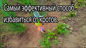 Как выгнать крота с огорода.mp4