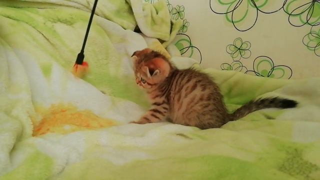 Вислоухая кошечка.  Питомник