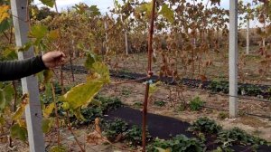 Подкормка виноградника осенью, золой и минеральным ЭКО удобрением.