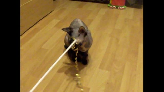Сфинкс кошка так и не научилась играть. Сфинкс не играет. Sphinx doesn't play