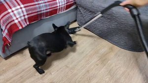 ЩЕНОК ФРАНЦУЗСКОГО БУЛЬДОГА ЛАЕТ НА ПЫЛЕСОС