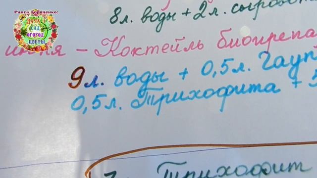 Мультифлора. Хризантемы: защита от болезней и вредителей в течение всего сезона.