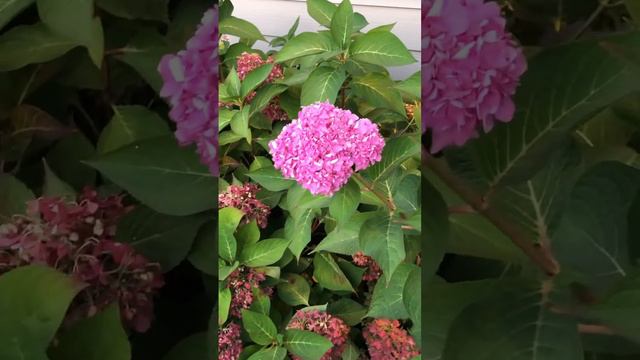 🌸Gorgeous Endless Summer hydrangea flower bushes in front of a resturant🌸