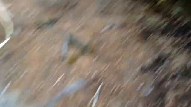 Rhododendron Garden смотреть онлайн