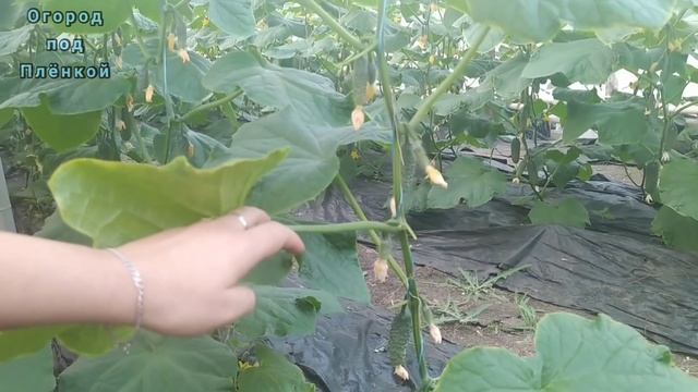 Хотите научиться выращивать огурцы?Наш опыт выращивания огурцов.