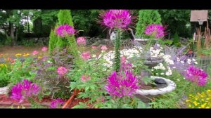 Showy  Annual Cleome "Spider Flower" is a good addition to your Garden.