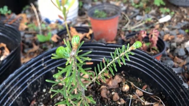 구상나무, 쿠상낭 Abies koreana Seedlings смотреть онлайн