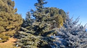 Ливадийский парк ва феврале. Al Bano and Romina Power. Liberta. Modigliani.