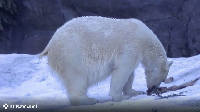 Влог / Московский зоопарк. Белый медведь / 8.04.22 год