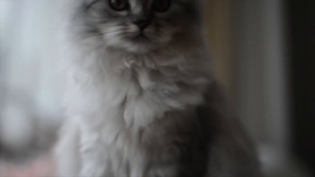 Все о породе Персидская Кошка смотреть онлайн